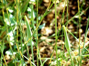 Tragopogon porrifolius /  Barba di becco viola